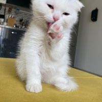 Scottish Fold, Kedi  Paşa fotoğrafı