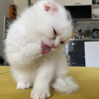 Scottish Fold, Kedi  Paşa fotoğrafı