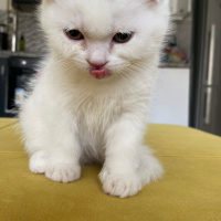 Scottish Fold, Kedi  Paşa fotoğrafı