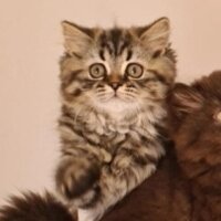 British Longhair, Kedi  Şira fotoğrafı