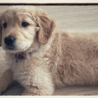 Golden Retriever, Köpek  KÖPÜK fotoğrafı