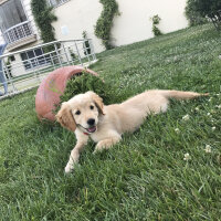 Golden Retriever, Köpek  KÖPÜK fotoğrafı