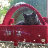 British Shorthair, Kedi  Mia fotoğrafı