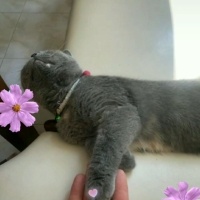 British Shorthair, Kedi  Mia fotoğrafı
