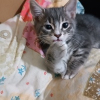 Tekir Kedi, Kedi  Küçük yavrularım fotoğrafı
