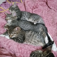 Tekir Kedi, Kedi  Küçük yavrularım fotoğrafı