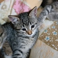 Tekir Kedi, Kedi  Küçük yavrularım fotoğrafı