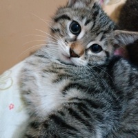 Tekir Kedi, Kedi  Küçük yavrularım fotoğrafı