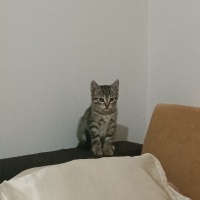 Tekir Kedi, Kedi  Küçük yavrularım fotoğrafı