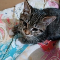 Tekir Kedi, Kedi  Küçük yavrularım fotoğrafı