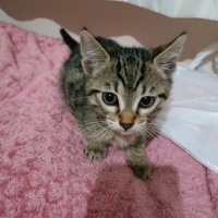 Tekir Kedi, Kedi  Küçük yavrularım fotoğrafı