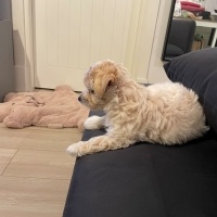 Poodle (Minyatür Kaniş), Köpek  Çiko fotoğrafı