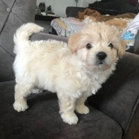 Poodle (Minyatür Kaniş), Köpek  Çiko fotoğrafı