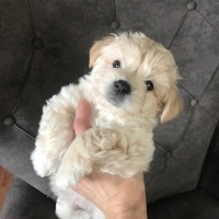 Poodle (Minyatür Kaniş), Köpek  Çiko fotoğrafı