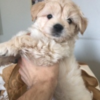 Poodle (Minyatür Kaniş), Köpek  Çiko fotoğrafı