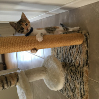 Tekir Kedi, Kedi  Fındık fotoğrafı