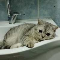 British Shorthair, Kedi  Duman fotoğrafı