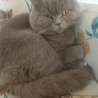 British Shorthair, Kedi  Neo fotoğrafı