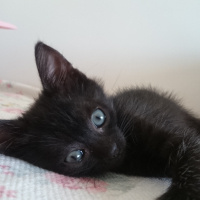 British Shorthair, Kedi  Üç tane çok sevimli kedi fotoğrafı