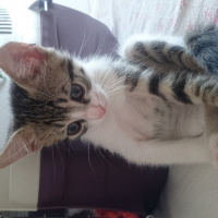 British Shorthair, Kedi  Üç tane çok sevimli kedi fotoğrafı