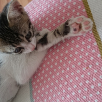 British Shorthair, Kedi  Üç tane çok sevimli kedi fotoğrafı