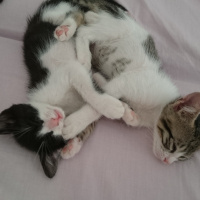 British Shorthair, Kedi  Üç tane çok sevimli kedi fotoğrafı