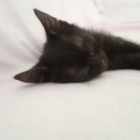 British Shorthair, Kedi  Üç tane çok sevimli kedi fotoğrafı