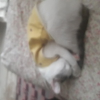 Tekir Kedi, Kedi  Sütlaç fotoğrafı