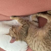 British Shorthair, Kedi  Paşa fotoğrafı