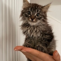 Tekir Kedi, Kedi  Porti ve sürmeli fotoğrafı
