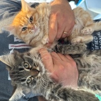 Tekir Kedi, Kedi  Porti ve sürmeli fotoğrafı