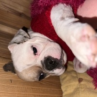 Fransız Bulldog, Köpek  Pablo fotoğrafı