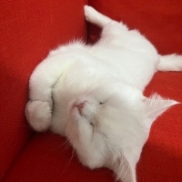 British Shorthair, Kedi  Şakir fotoğrafı