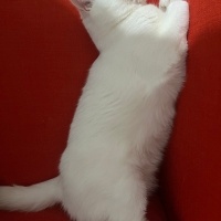 British Shorthair, Kedi  Şakir fotoğrafı