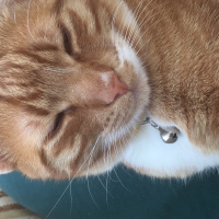 Tekir Kedi, Kedi  Tarçın fotoğrafı
