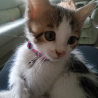 Tekir Kedi, Kedi  Mia fotoğrafı