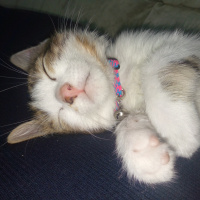 Tekir Kedi, Kedi  Mia fotoğrafı