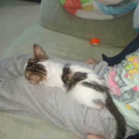 Tekir Kedi, Kedi  Mia fotoğrafı