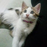 Tekir Kedi, Kedi  Mia fotoğrafı