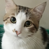 Tekir Kedi, Kedi  Mia fotoğrafı
