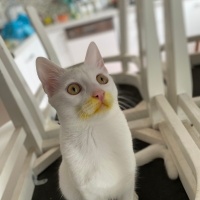 Tekir Kedi, Kedi  Sütlaç fotoğrafı