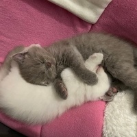 British Shorthair, Kedi  Duman fotoğrafı