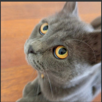 British Shorthair, Kedi  Duman fotoğrafı
