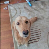Golden Retriever, Köpek  ASİL fotoğrafı