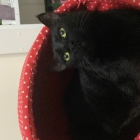 Bombay, Kedi  Luna fotoğrafı