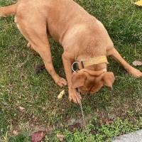 Amerikan Staffordshire Terrier, Köpek  Rüzgar fotoğrafı