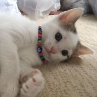 Tekir Kedi, Kedi  Boncuk fotoğrafı