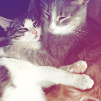 Tekir Kedi, Kedi  Boncuk fotoğrafı