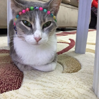 Tekir Kedi, Kedi  Boncuk fotoğrafı