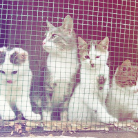 Tekir Kedi, Kedi  Boncuk fotoğrafı